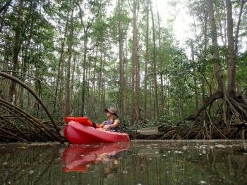 Kayak en el manglar, Pacífico Sur, Costa Rica photo